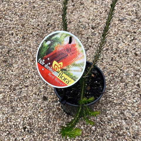 Banksia ericifolia Red Rover 180mm