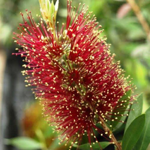 Callistemon citrinus Burgundy 300 mm