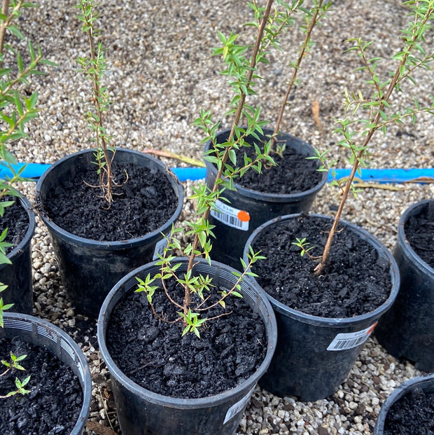 Leptospermum continentale 140mm