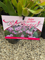 Isopogon 'Pink Bouquet' 140mm