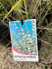 Hypocalymma angustifolium 200mm