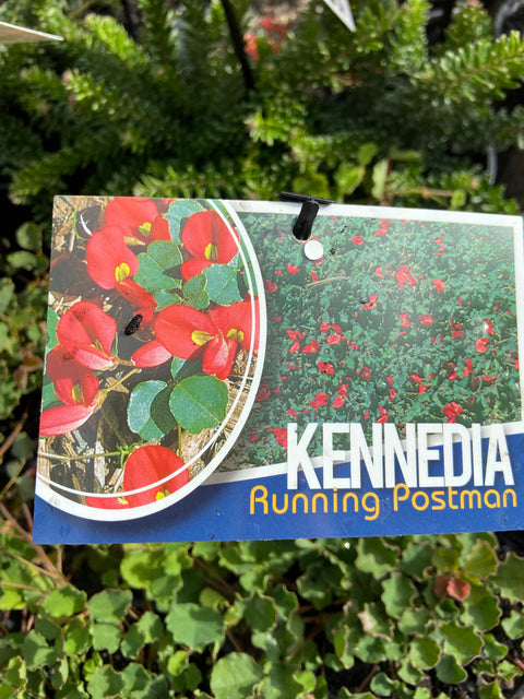 Kennedia 'Running Postman' 70mm