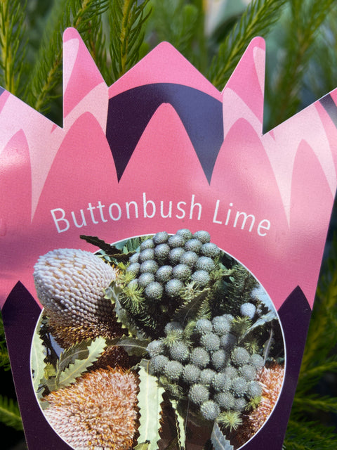 Brunia Albiflora 'Buttonbush lime' 140mm