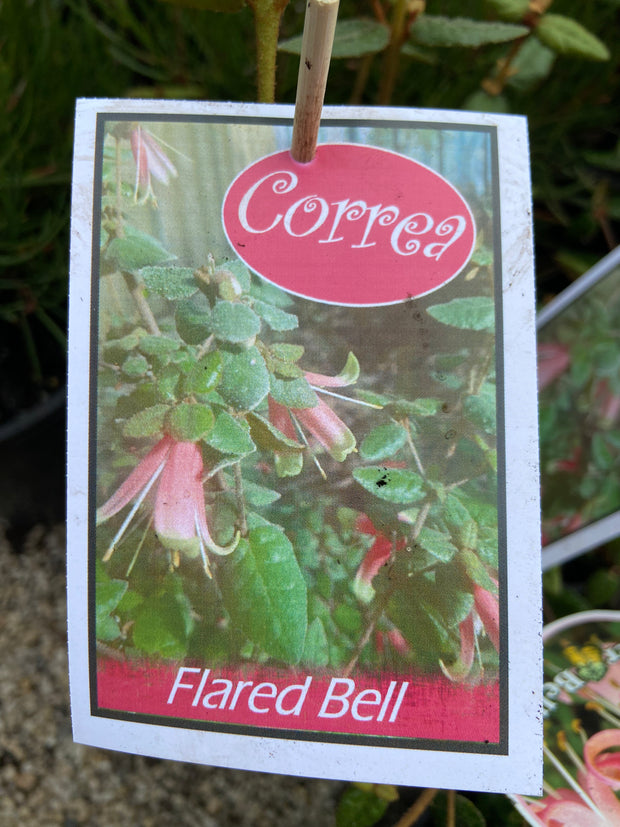 Correa 'flared bell’ 140mm