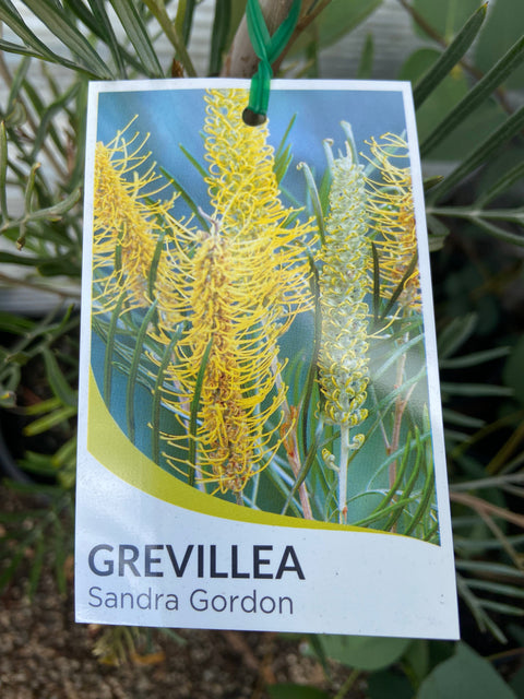 Grevillea Sandra Gordon 200mm