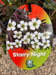 Leptospermum 'Starry Night' 300mm