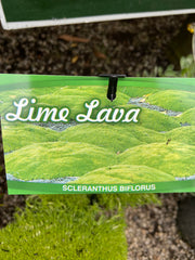 Scleranthus Biflorus 'Lime Lava' 140mm