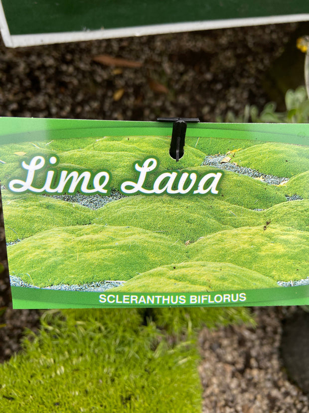 Scleranthus Biflorus 'Lime Lava' 200mm