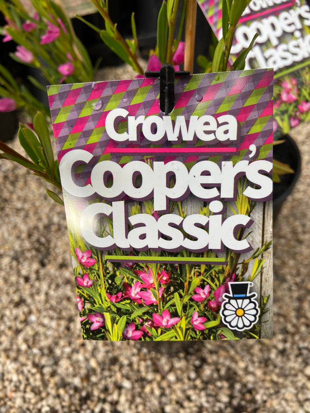 Crowea exalata x saligna 'Coopers Classic' 140mm