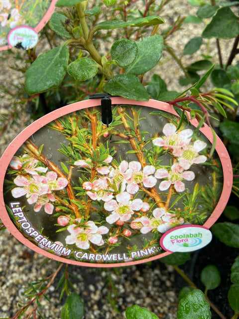 Leptospermum 'Cardwell Pink' 140mm