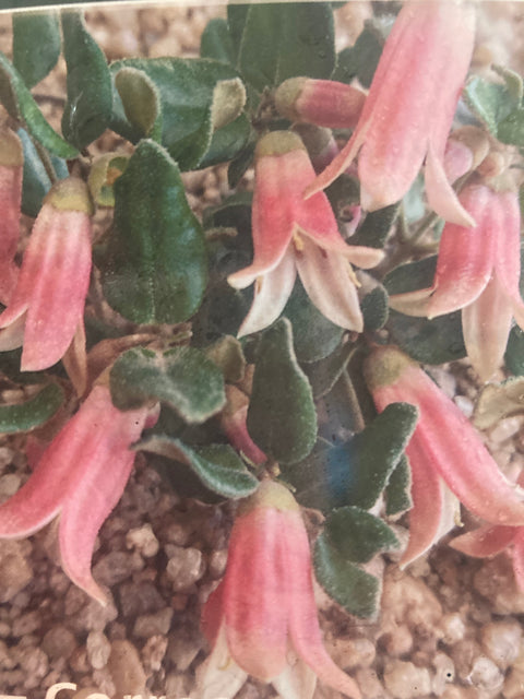 Correa alba x reflexa Pink Pops 200mm