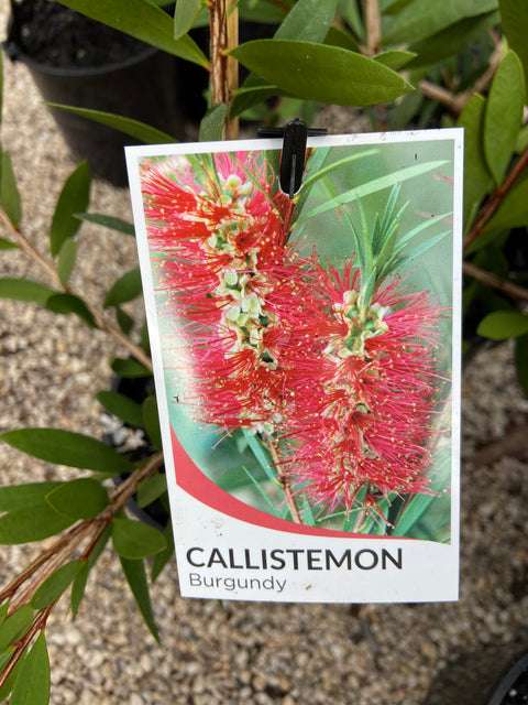 Callistemon citrinus Burgundy 140 mm