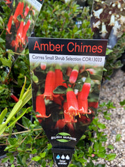 Correa 'Amber Chimes' 140 mm
