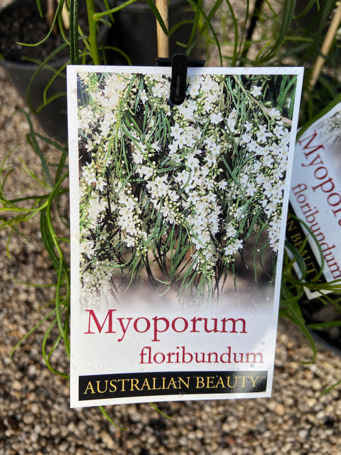 Myoporum floribundum 140mm