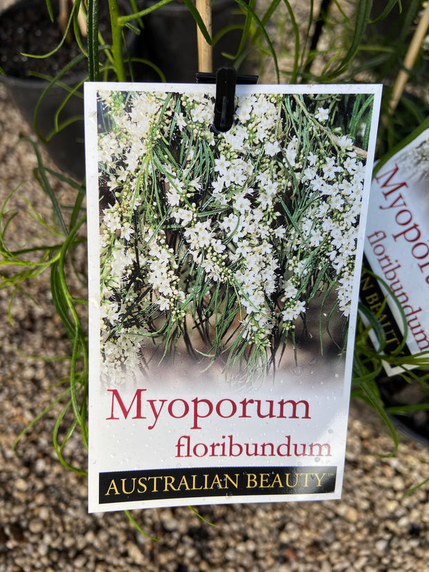 Myoporum floribundum 250mm