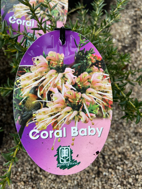 Grevillea 'Coral Baby' 140mm