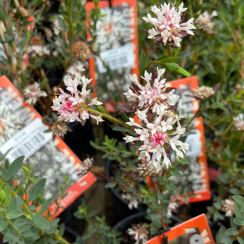Pimelea sylvestris 200mm