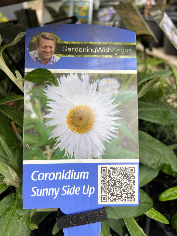 Coronidium Sunny side Up 140mm