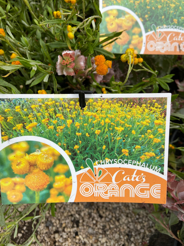 Chrysocephalum apiculatum 'Cate's Orange' 140 mm