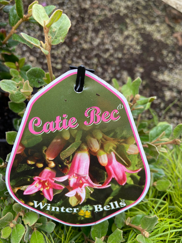Correa Hybrid 'Catie Bec' 140mm