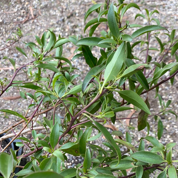 Myoporum Petiolatum 140mm