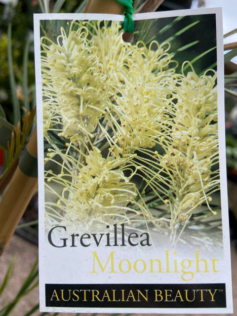 Grevillea Moonlight 250 mm