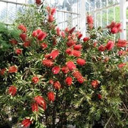 Callistemon citrinus Burgundy 300 mm