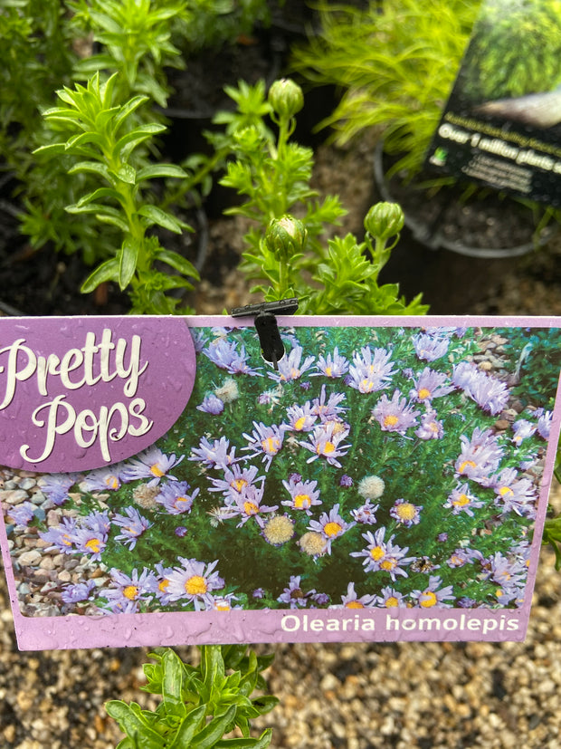 Olearia homolepis 'Pretty Pops' 140mm