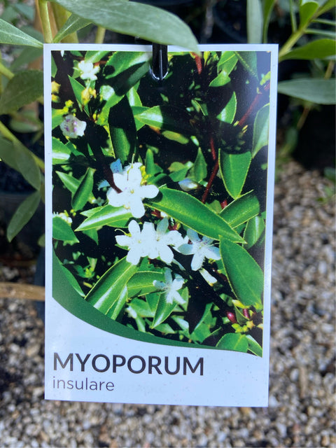 Myoporum insulare Tube