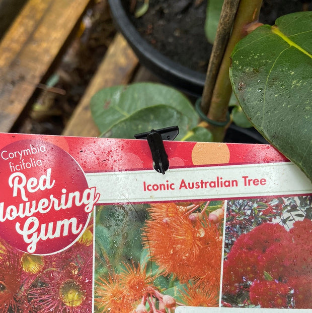 Corymbia ficifolia Tube