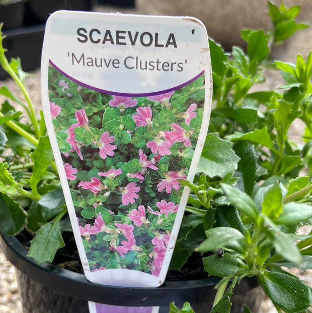 Scaevola Mauve Clusters 140mm