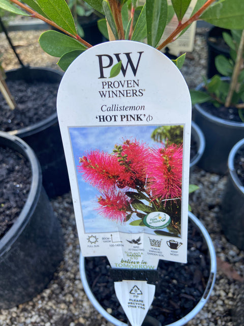 Callistemon 'Hot Pink' 200mm