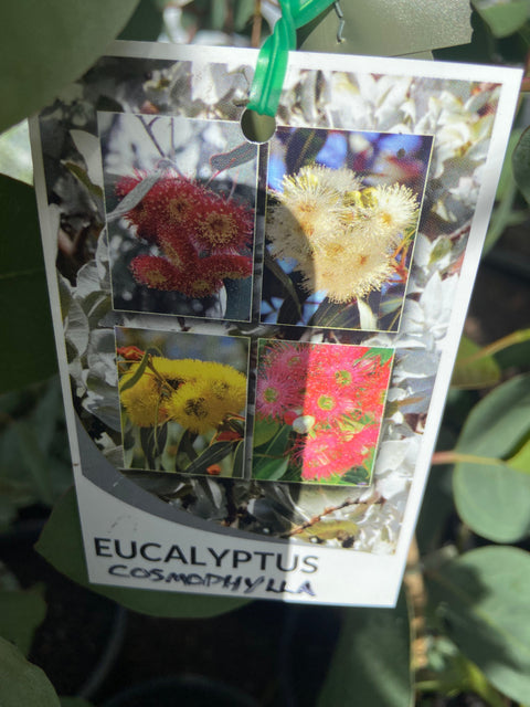 Eucalyptus cosmophylla 200mm