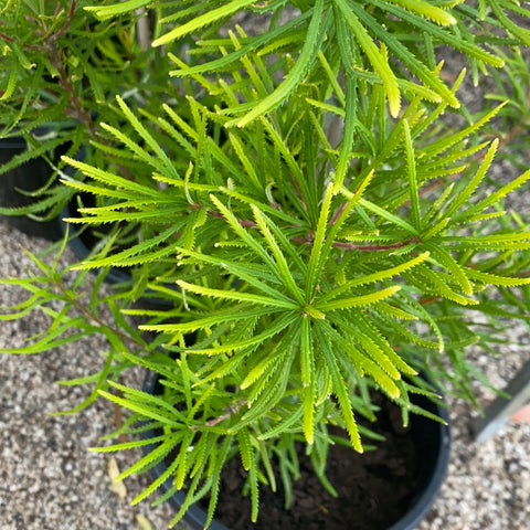 Banksia Spinulosa TUBE