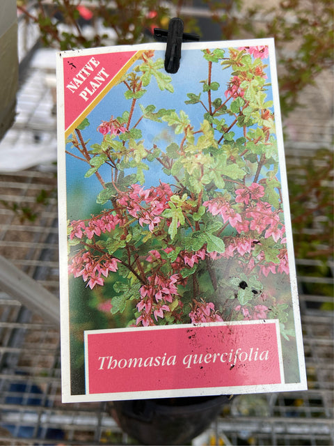 Thomasia Quercifolia 140mm