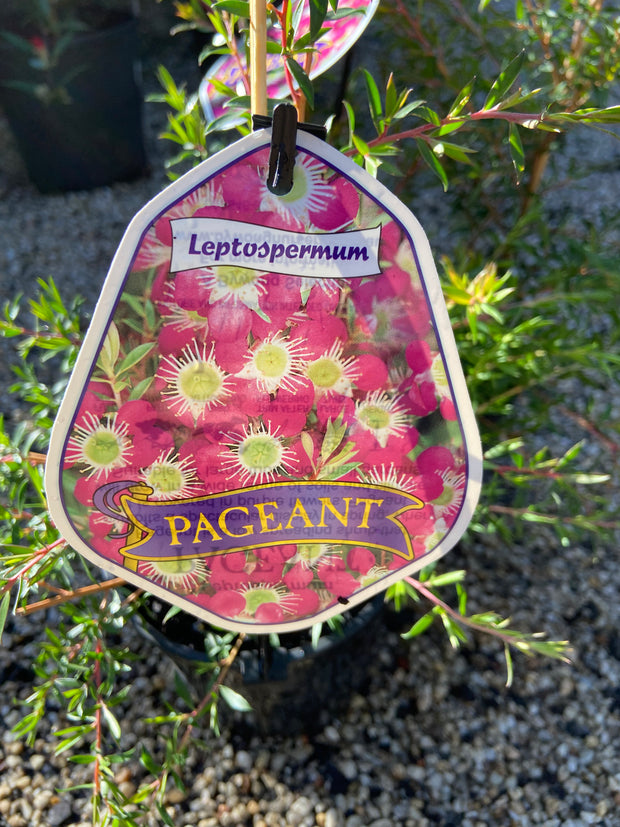 Leptospermum Pageant 140mm