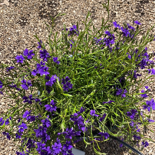 Dampiera linearis Violet Princess 140mm