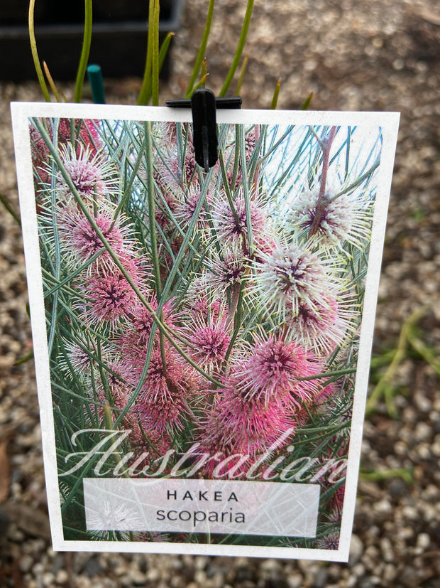 Hakea scoparia 140mm