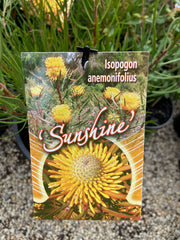 Isopogon 'Sunshine' 200mm