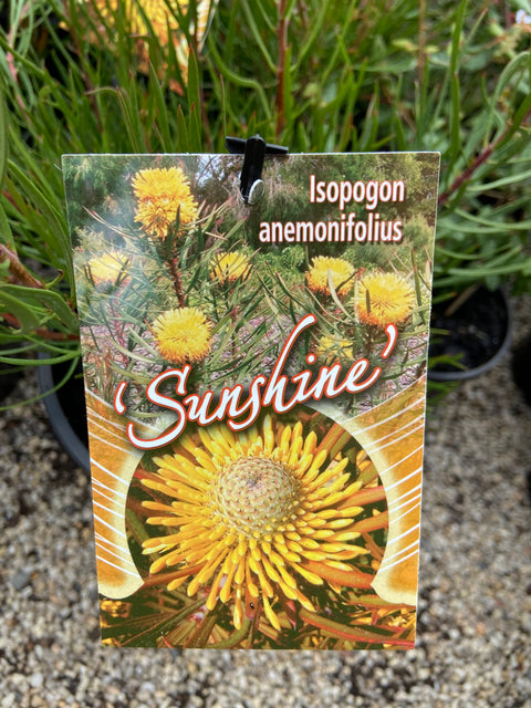 Isopogon 'Sunshine' 200mm