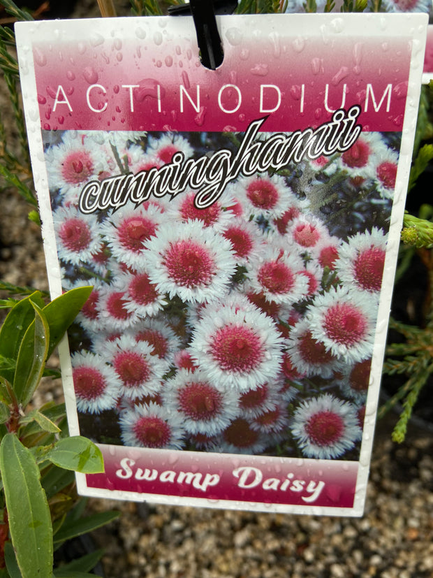 Actinodium Cunninghamii 'Albany Daisy' 140mm