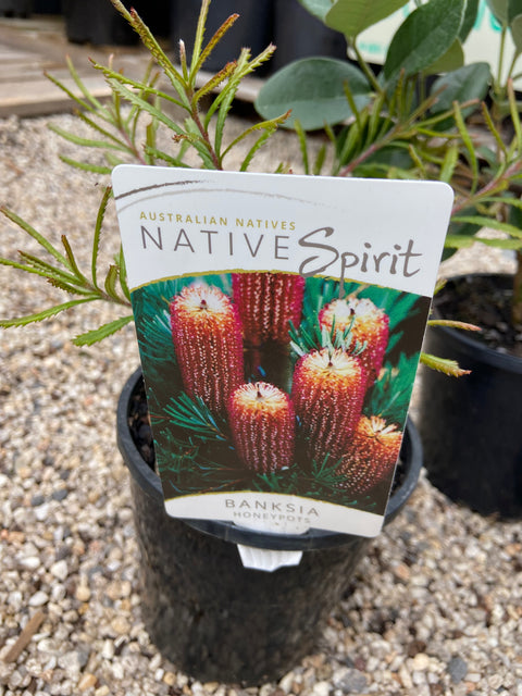 Banksia spinulosa ‘Honey Pots’ 140mm