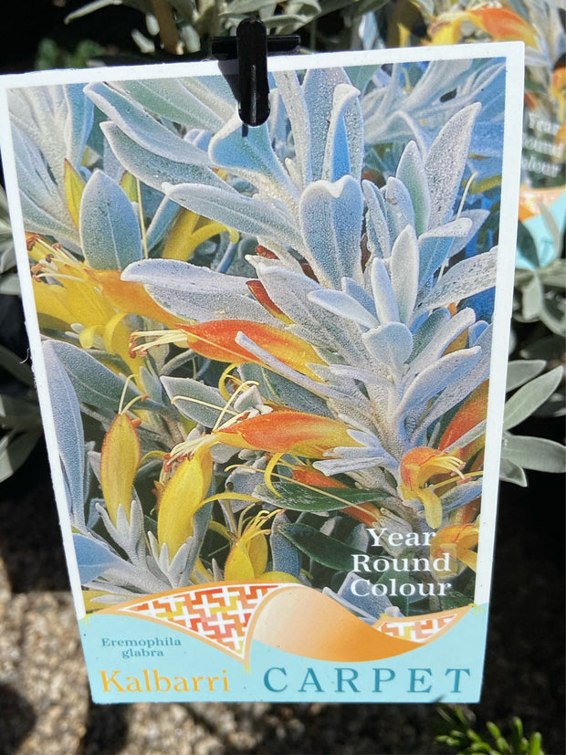 Eremophila glabra Kalbarri Carpet 70mm