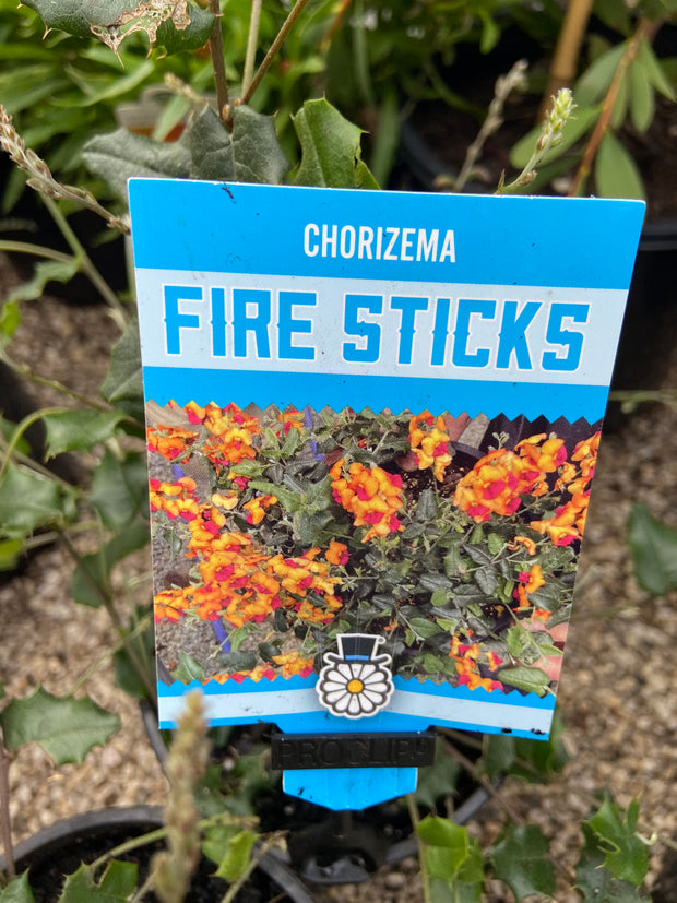 Chorizema varium ‘firesticks’ 140mm