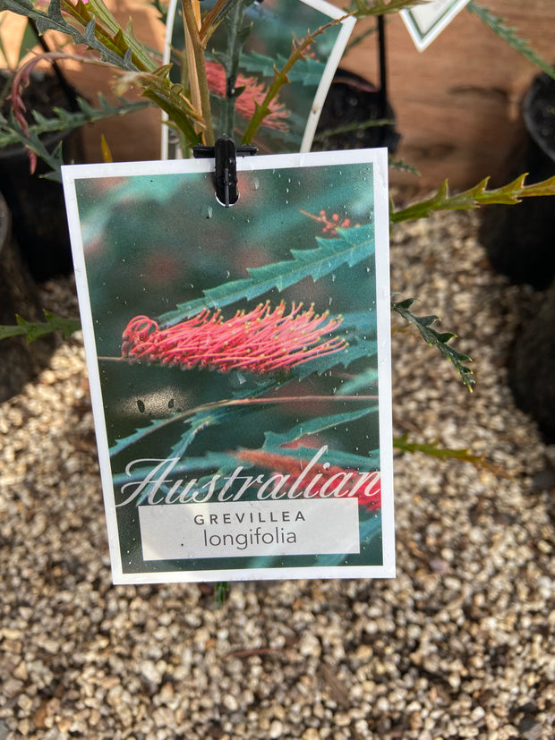 Grevillea Longifolia 140mm