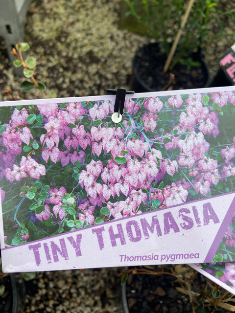 Thomasia pygmaea 140mm