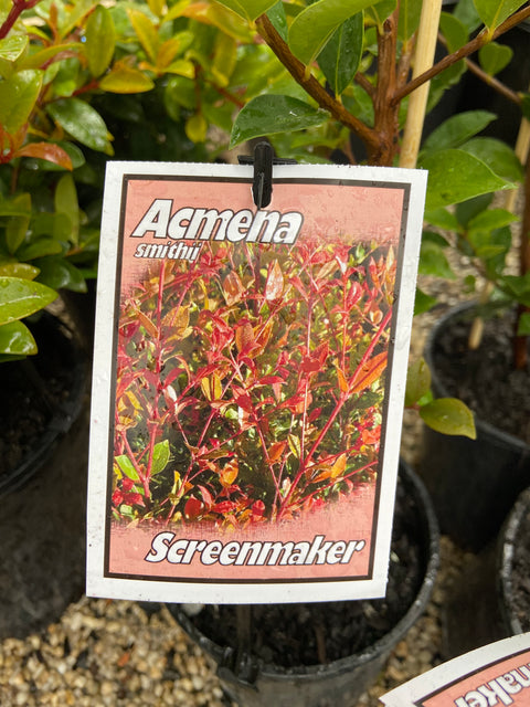 Acmena Screenmaker 140mm