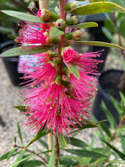 Callistemon Carnival Cerise Pink 140mm