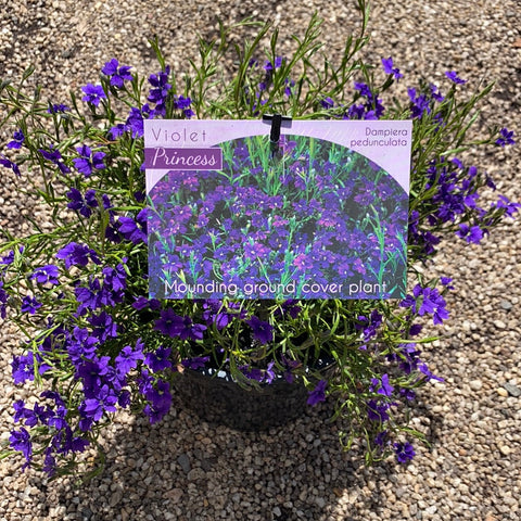 Dampiera linearis Violet Princess 140mm