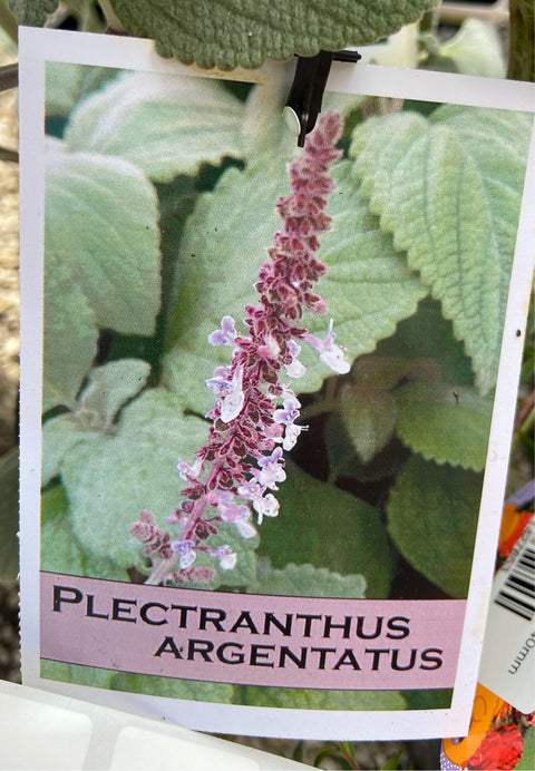 Plectranthus argentatus tube